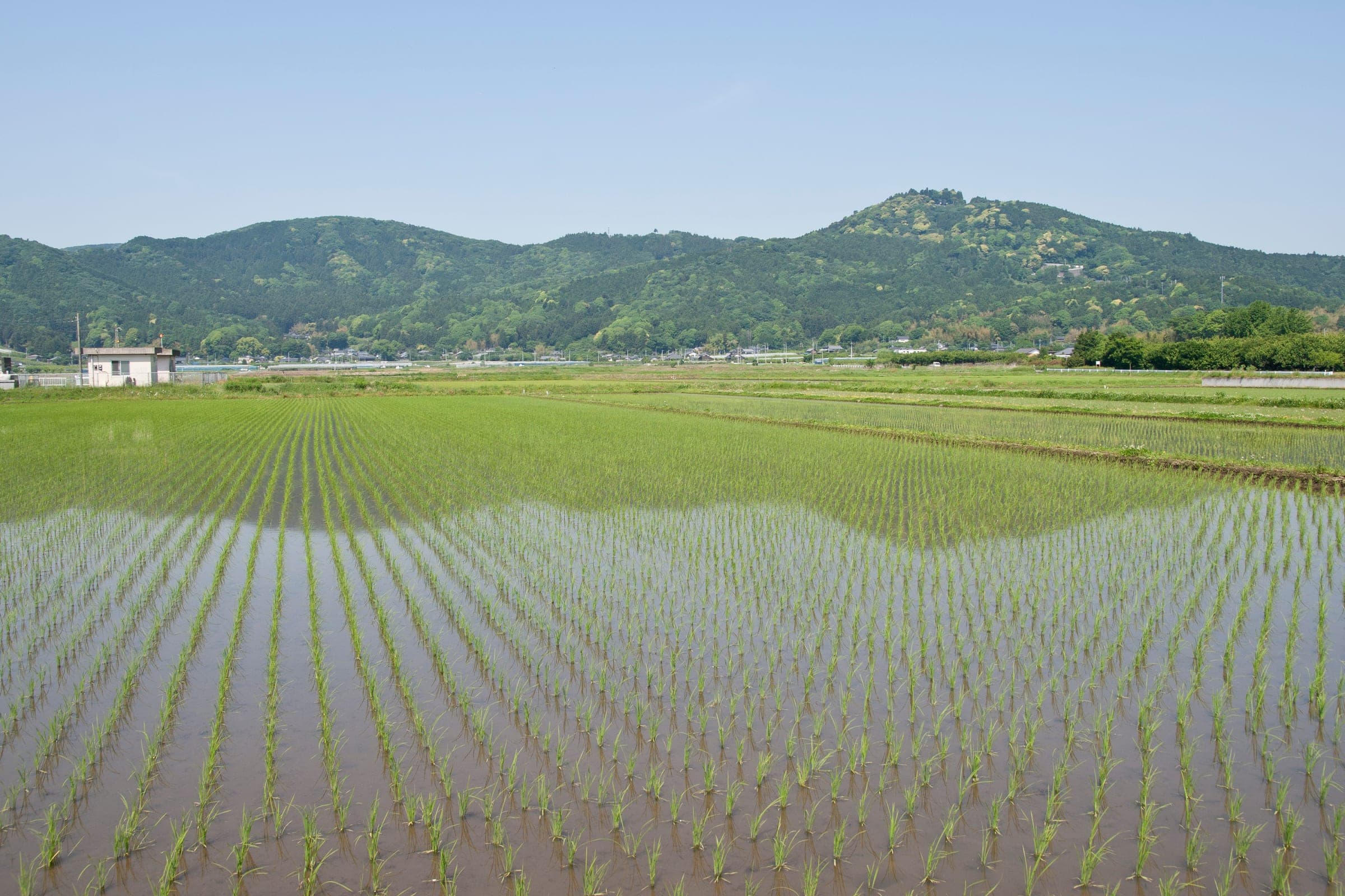 Flooded rice paddies stretch toward the wooded ridge of Mt. Atago in Kasama in May.