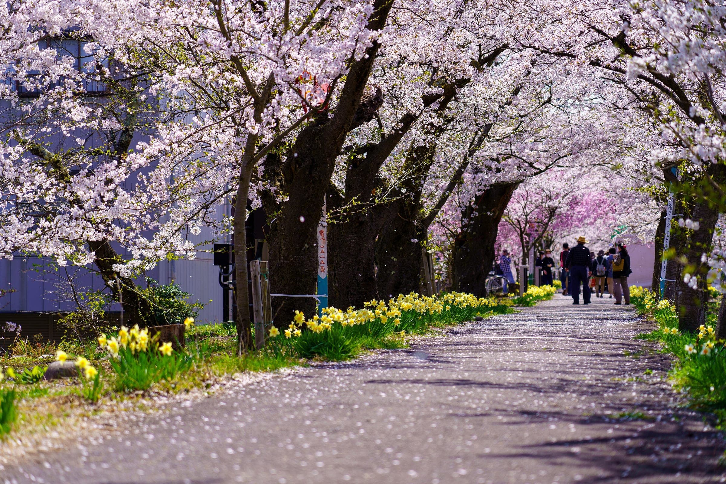 Cherry trees arch over a path lined with daffodils at Benten Ryokuchi park in Katsuyama in April