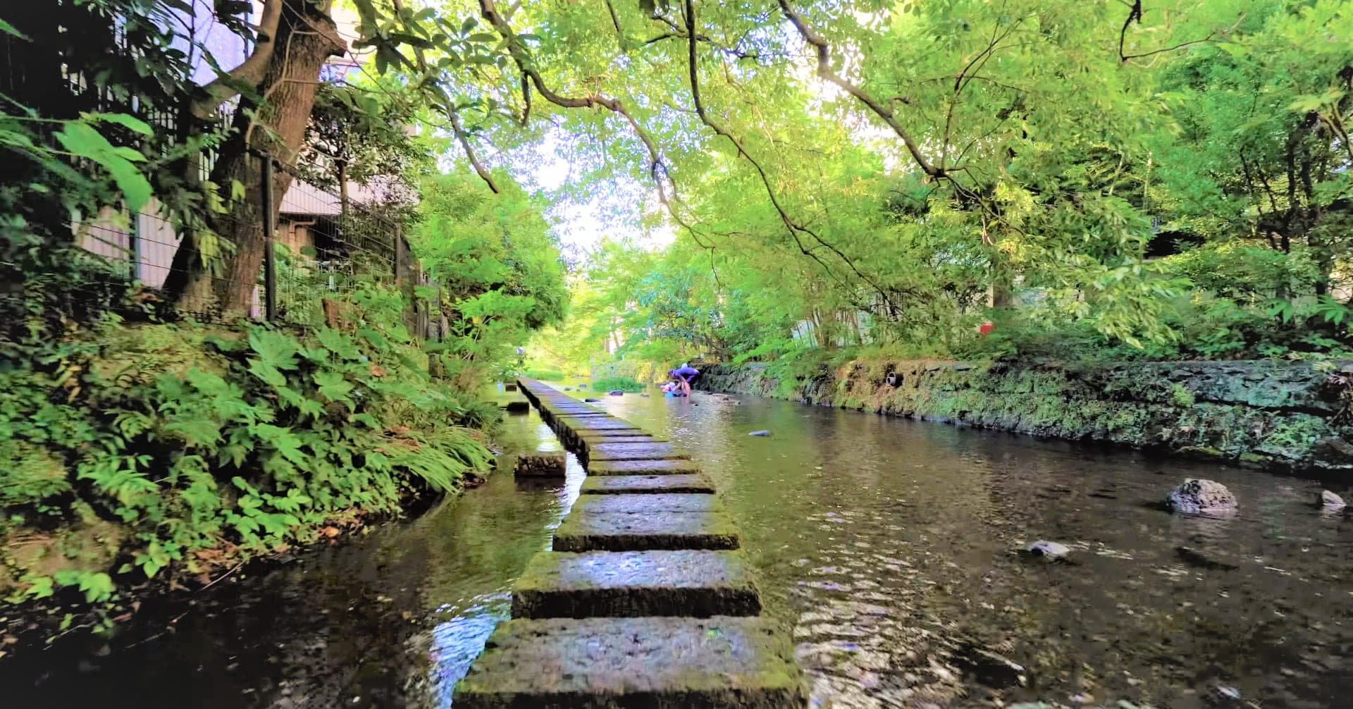 Stepping stones run up the clear spring-fed Genbei River under green trees in Mishima.