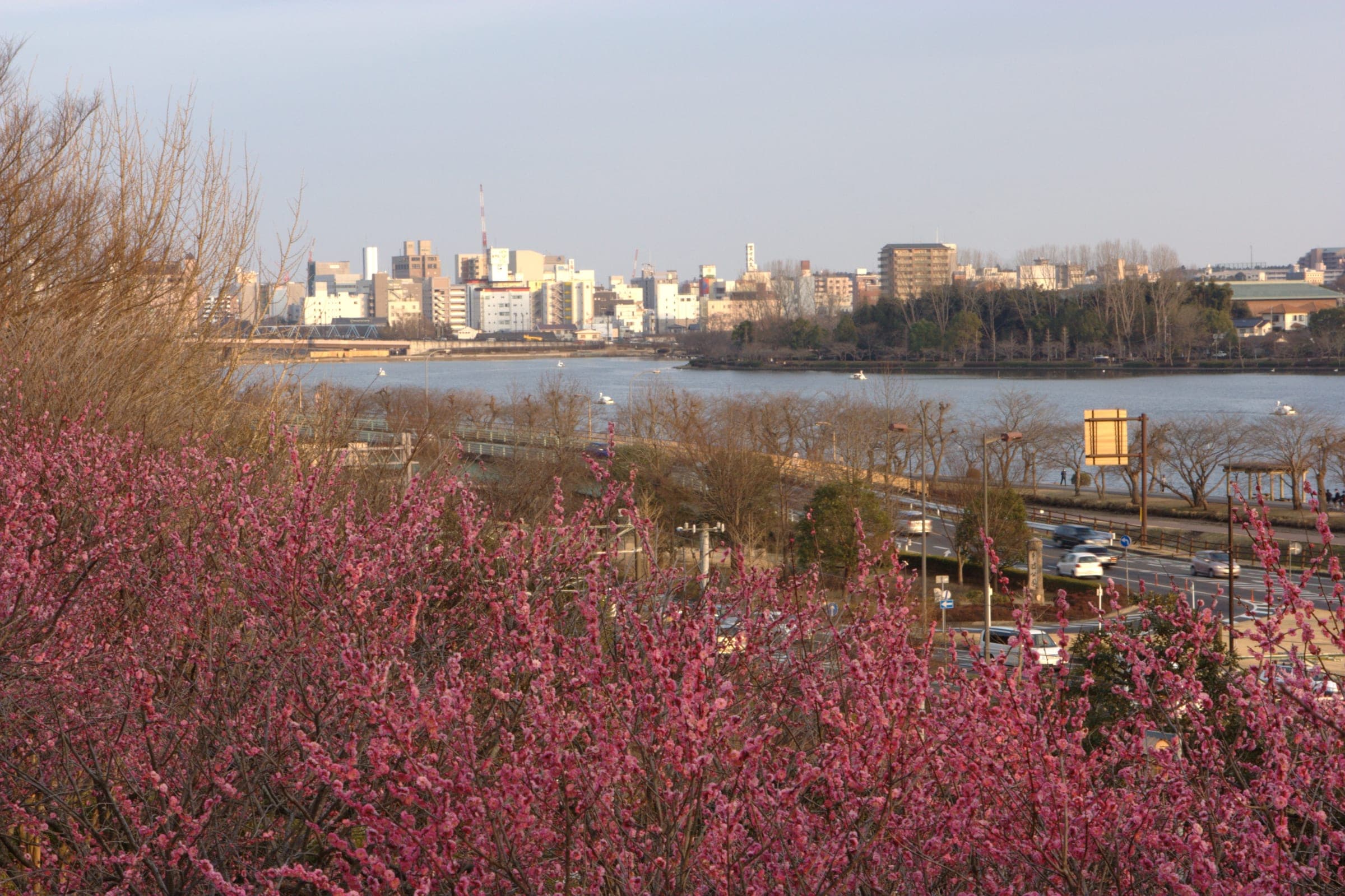 Red plum blossom at Kairakuen frames Lake Senba and the Mito skyline in early spring.
