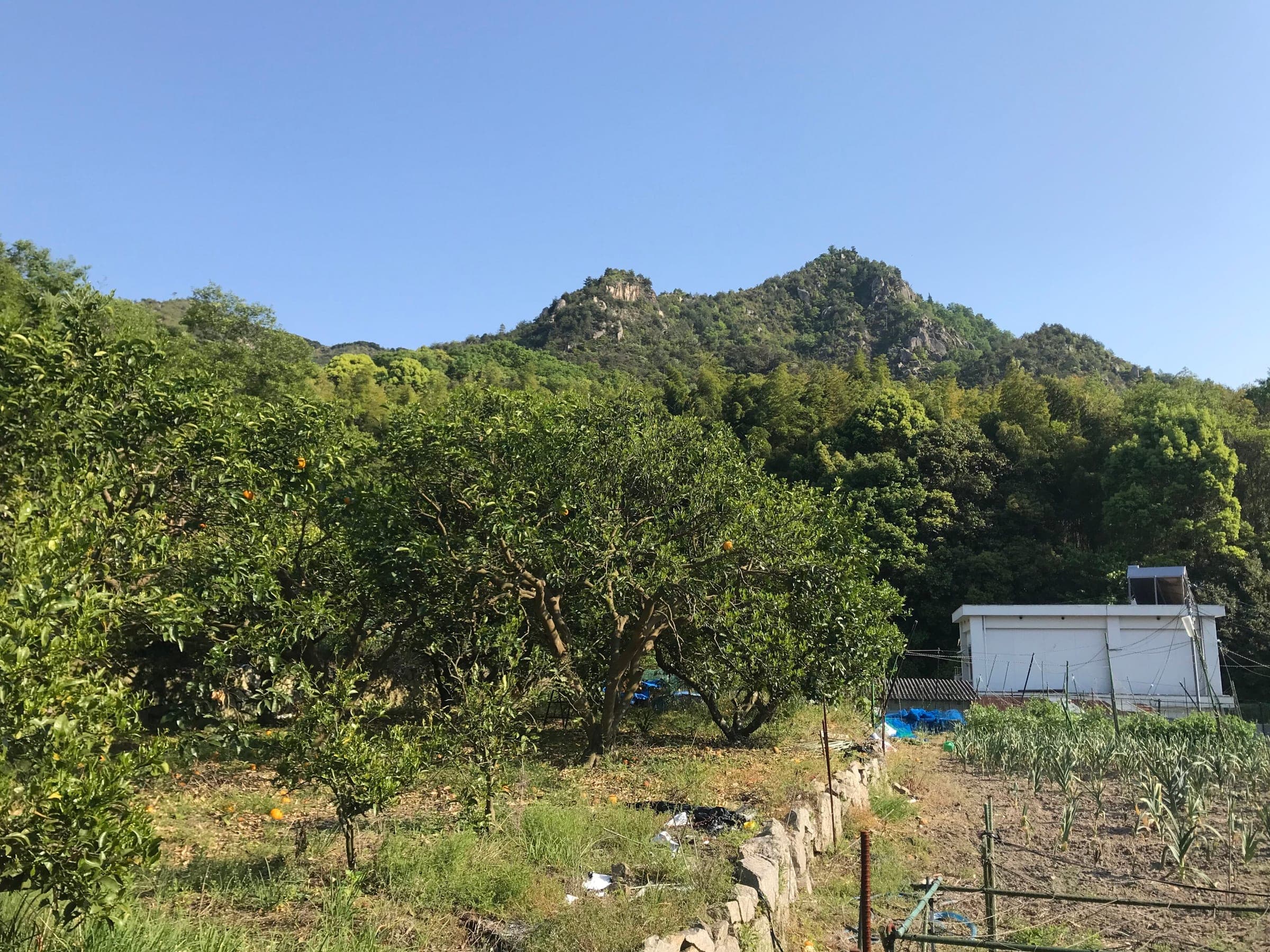Citrus groves climb toward the rocky peak of Mount Anjinsan near Miyaura on Omishima.