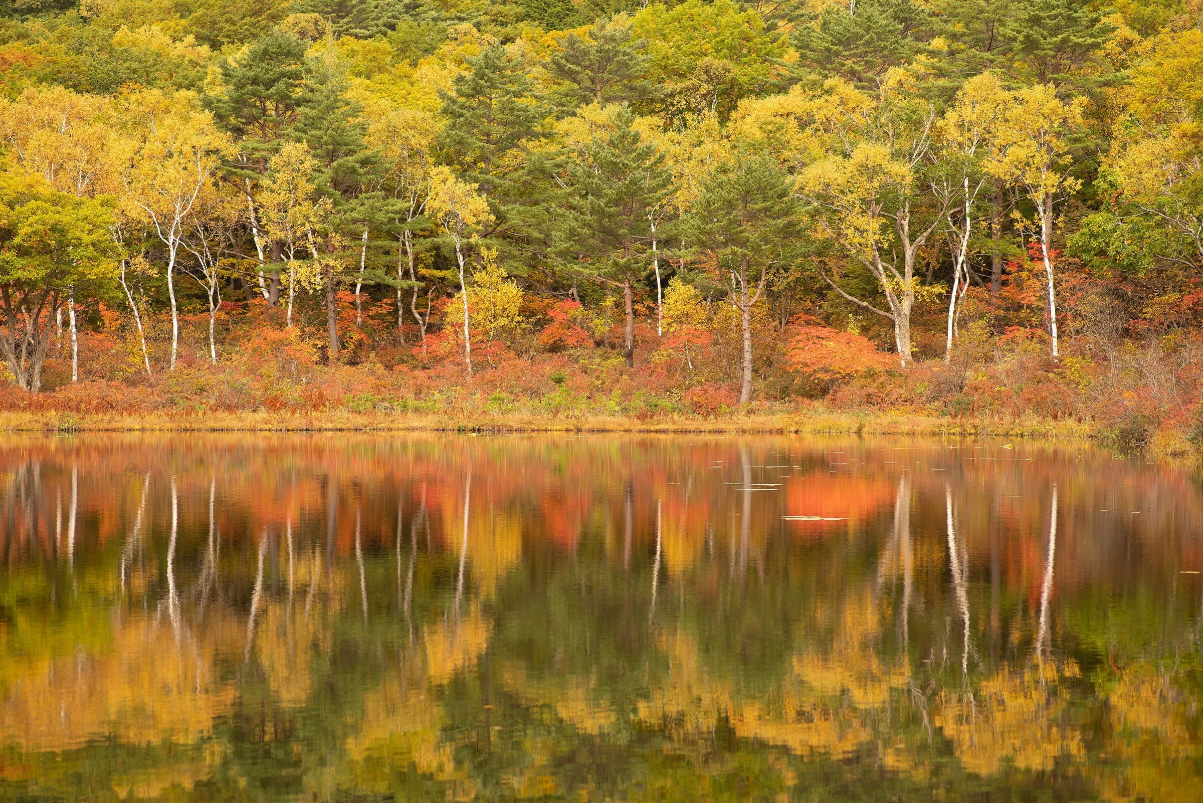 Gold and orange autumn trees line the shore of Ichinuma pond at Shiga Kogen in October.