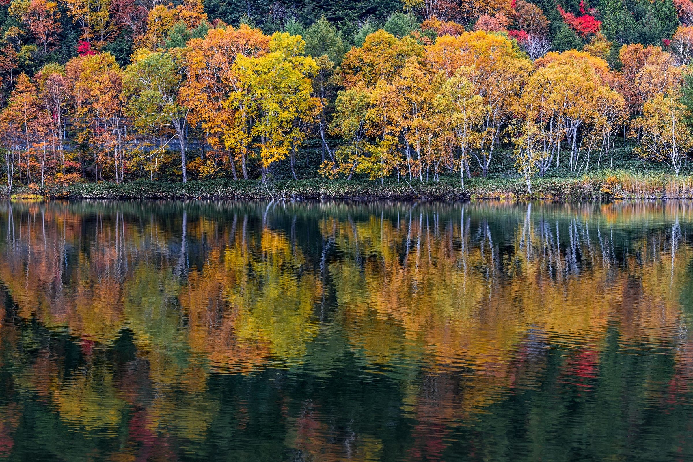 Autumn birches and maples reflect in the still water of Kido-ike pond at Shiga Kogen.