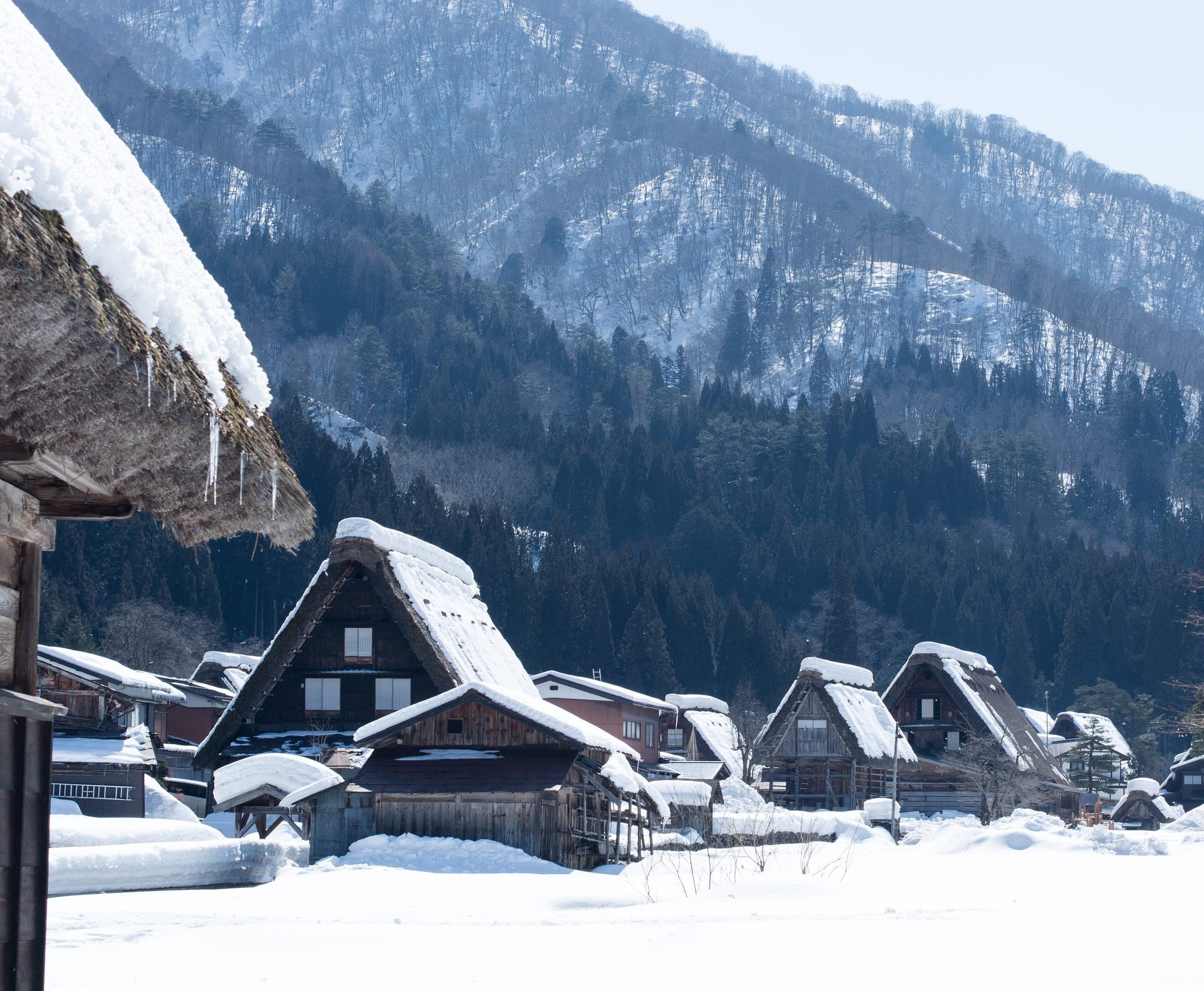 Deep snow lies on the thatched gassho-zukuri houses of Shirakawa-go below a forested mountainside in February