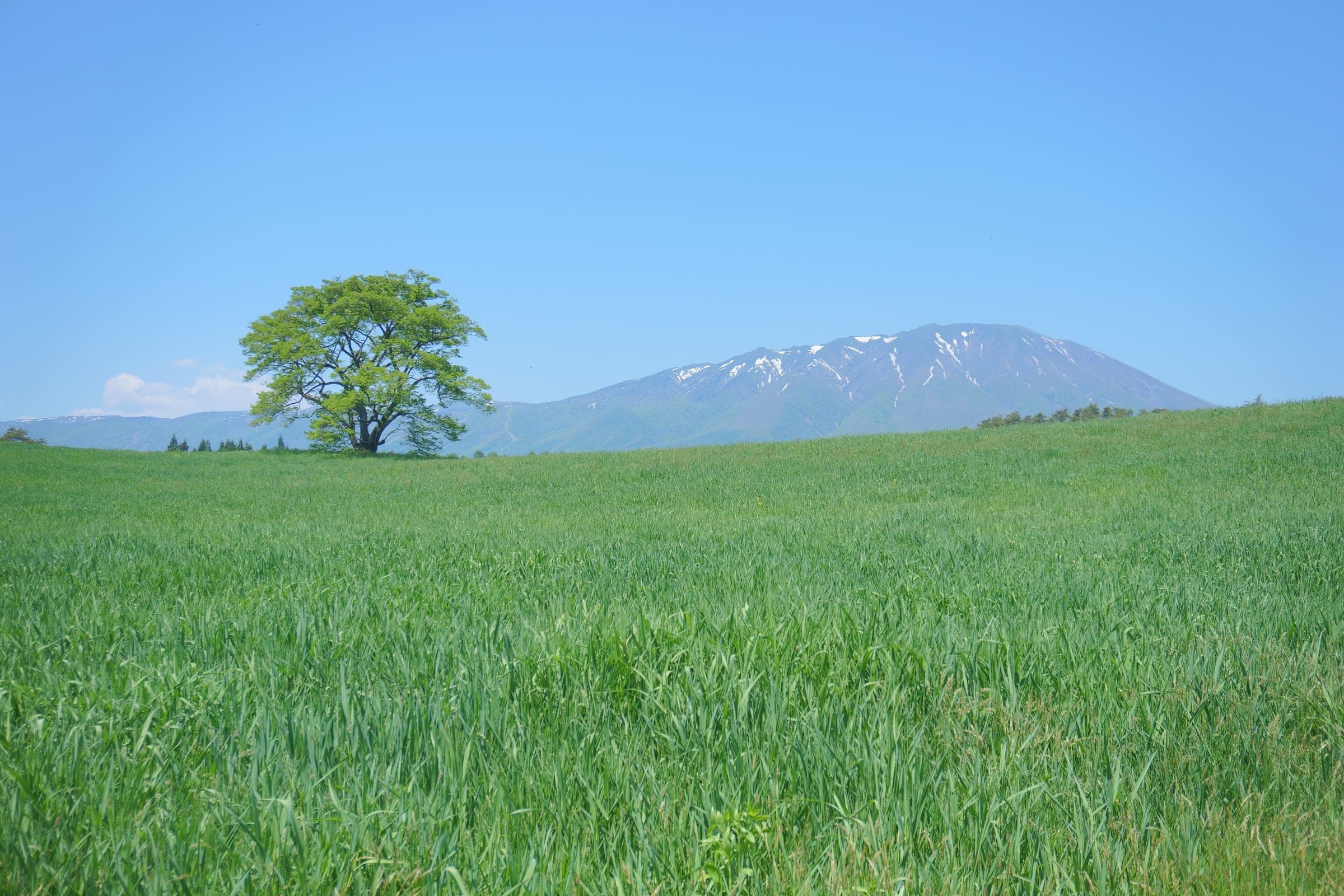 Green wheat surrounds the Koiwai Farm cherry tree in Shizukuishi as snow lingers on Mount Iwate in May.