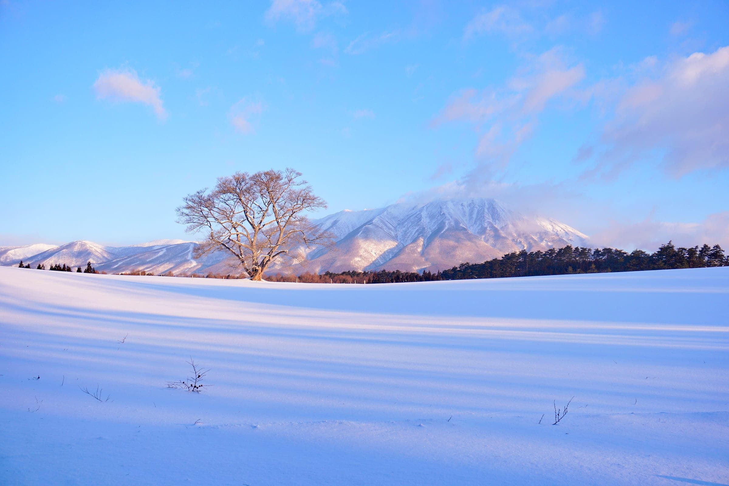 The lone Koiwai Farm cherry tree stands in deep snow below Mount Iwate in Shizukuishi in January.