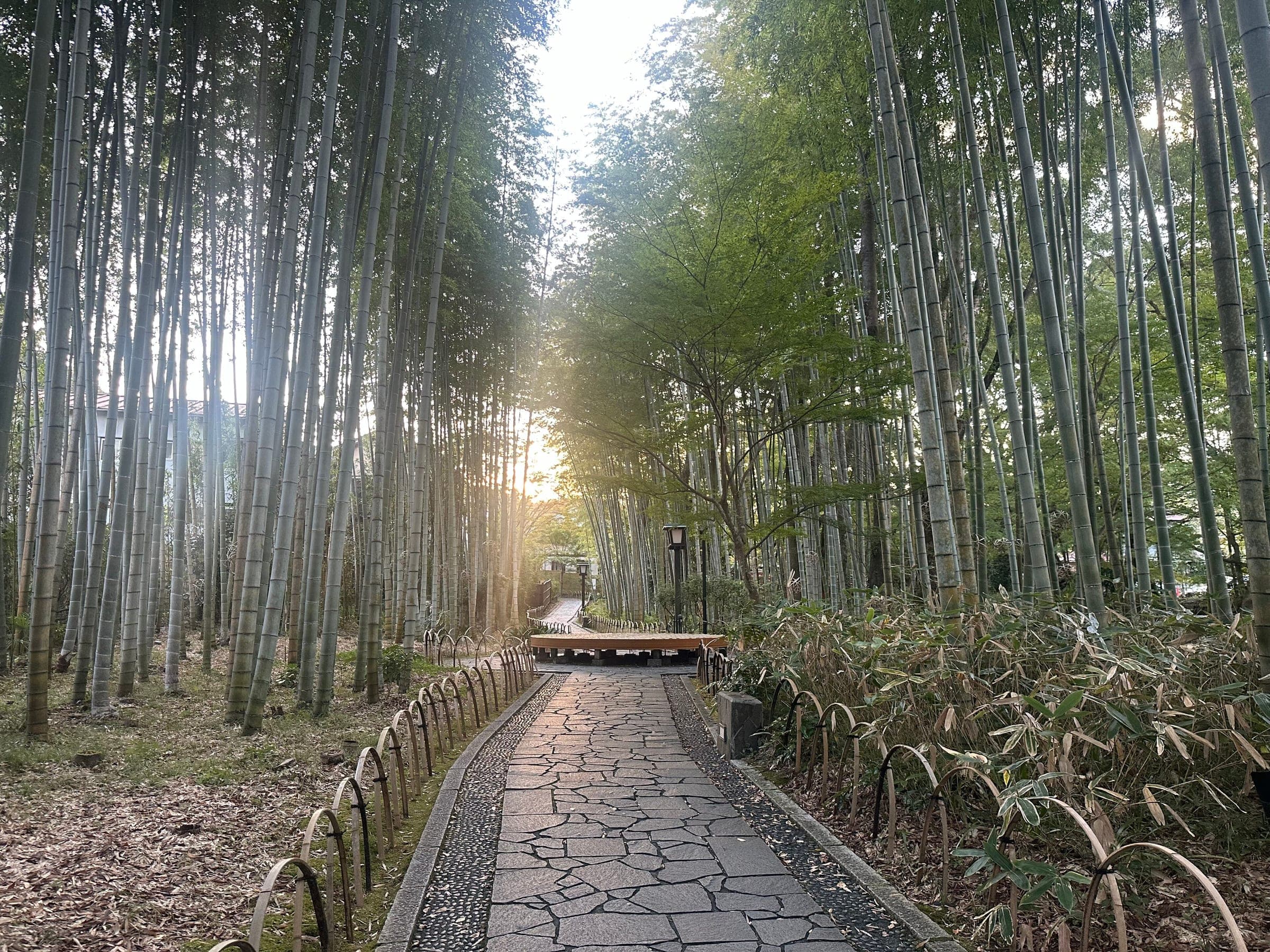 A stone path runs through the bamboo grove of Chikurin no Komichi in Shuzenji at sunset.
