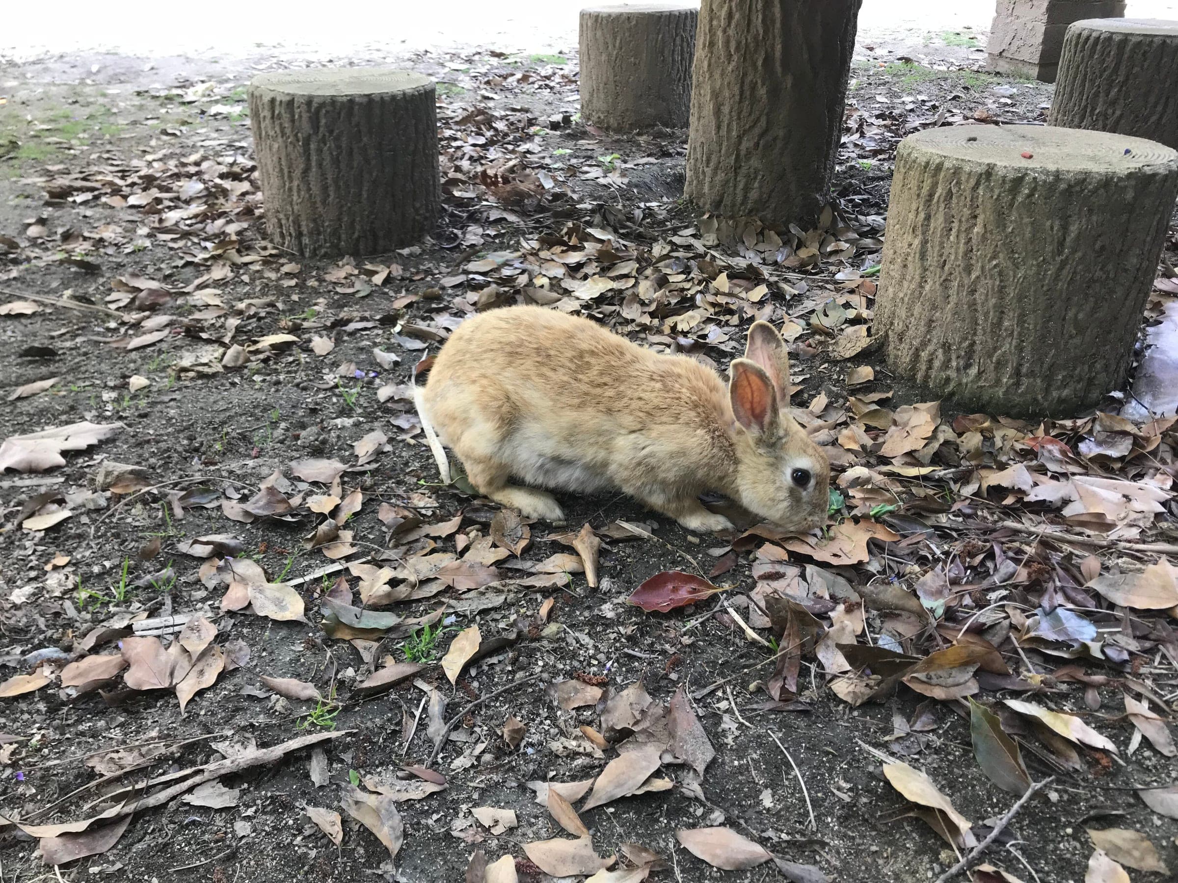 One of Okunoshima's free-roaming rabbits forages among fallen leaves beside log stools.