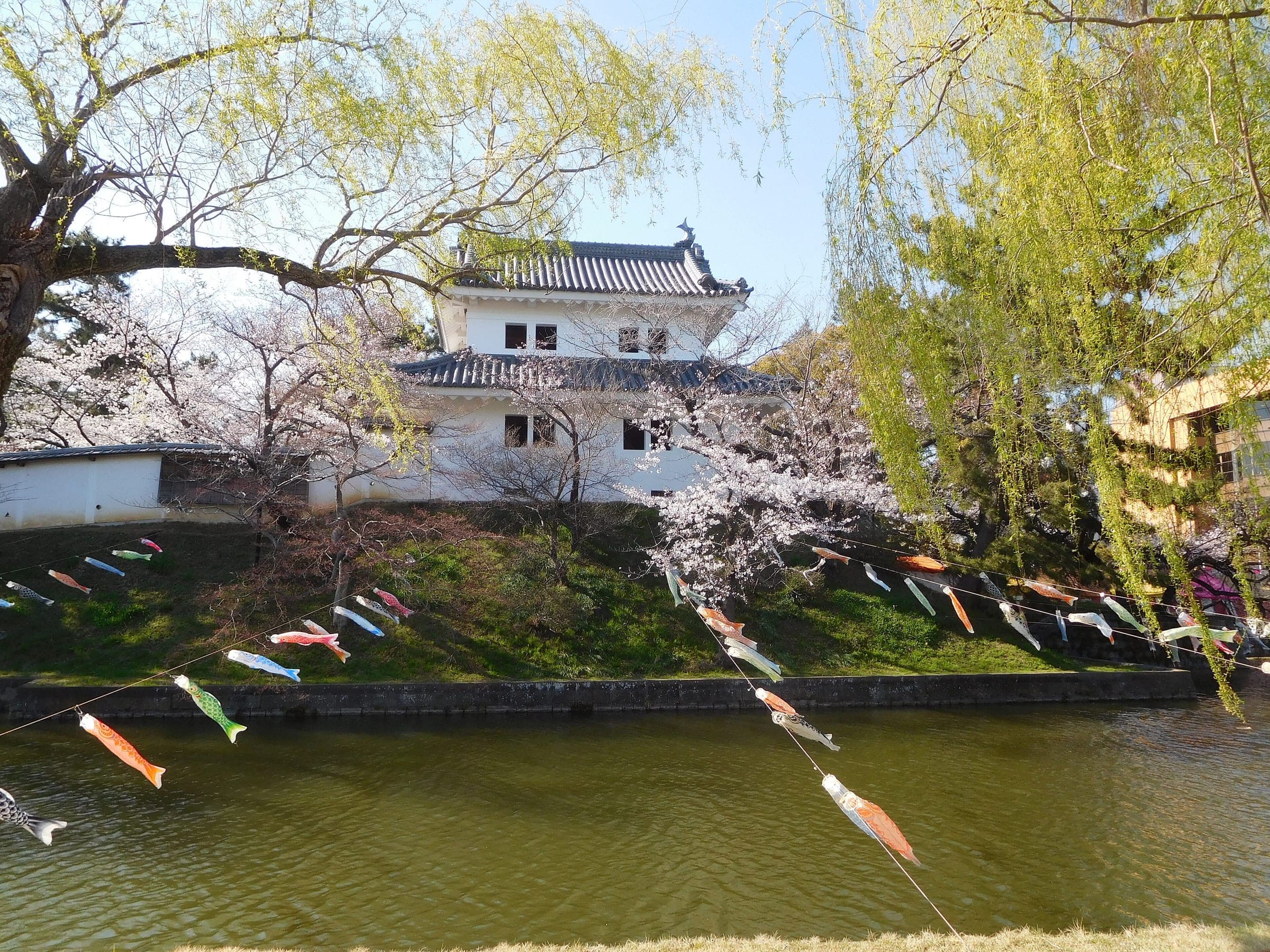 The white East Turret of Tsuchiura Castle rises above its moat among cherry blossom and carp streamers.