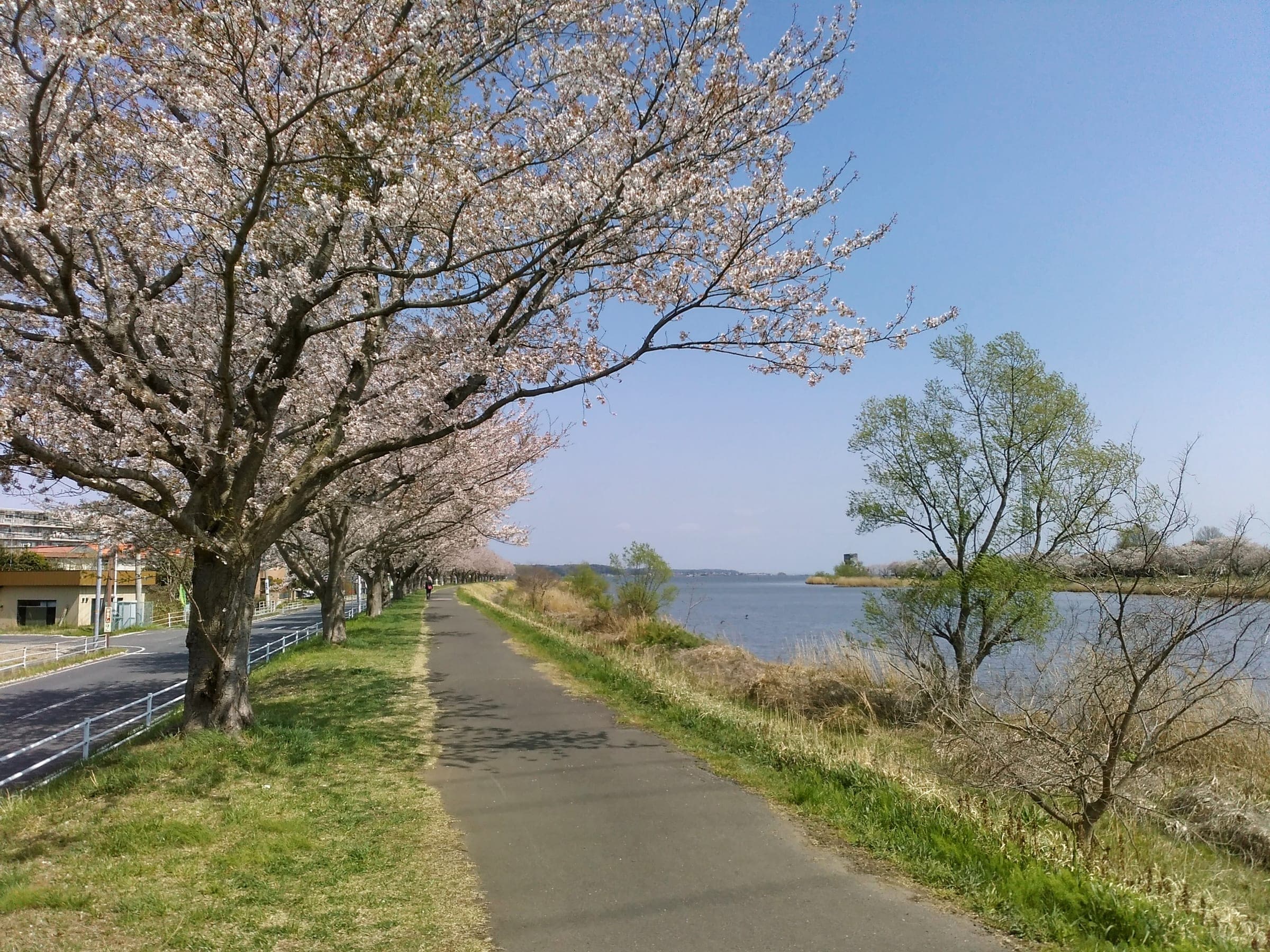 Cherry trees in bloom shade the paved riverside path along the Sakura River in Tsuchiura.
