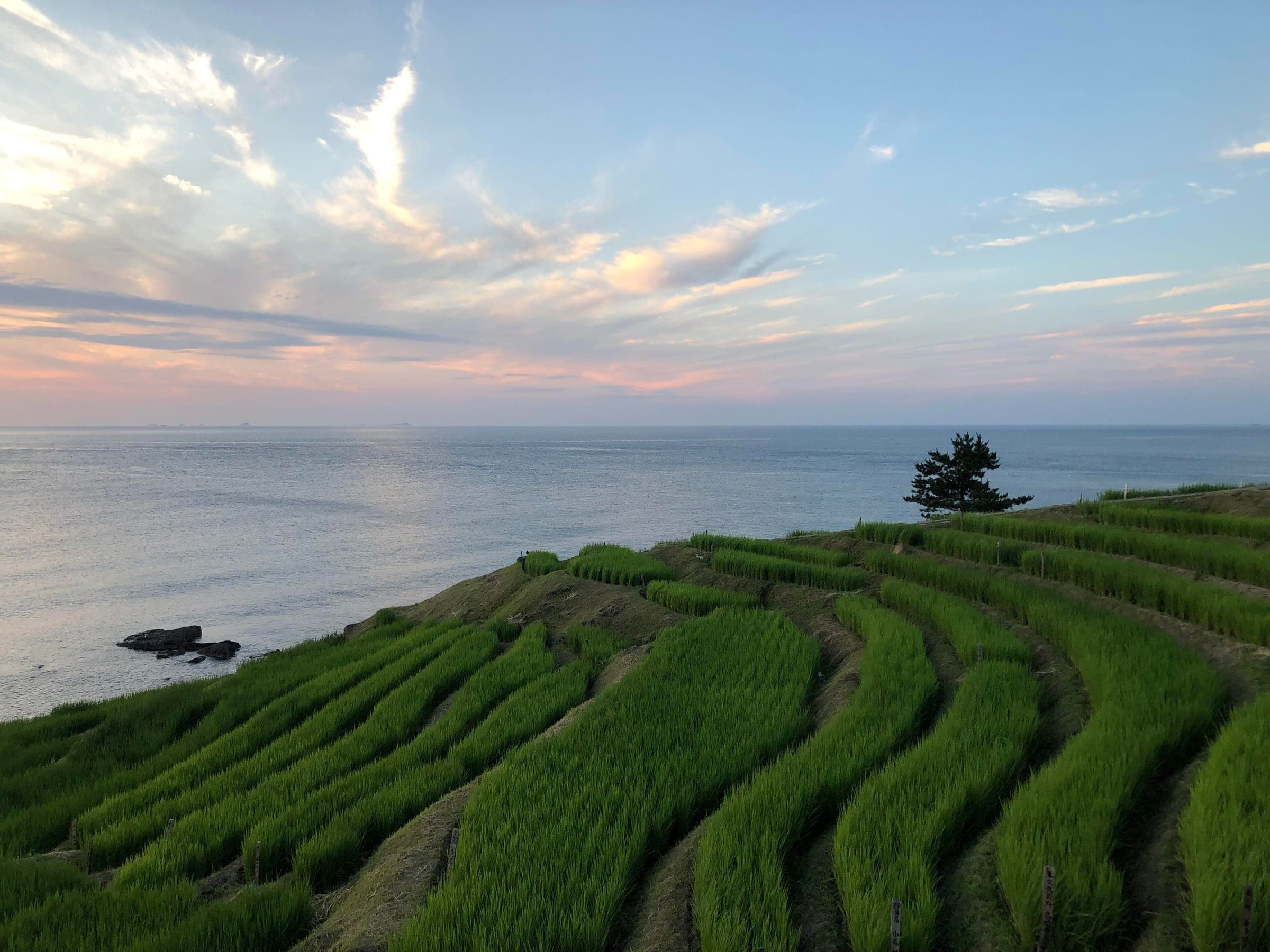 Young rice fills the Shiroyone Senmaida terraces in Wajima as the evening sky fades over the Sea of Japan